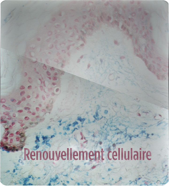 renouvellement cellulaire peau